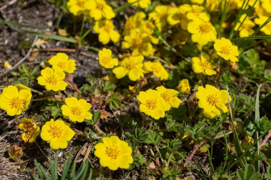 黄色い小花を咲かせているポテンティラ・ベルナ