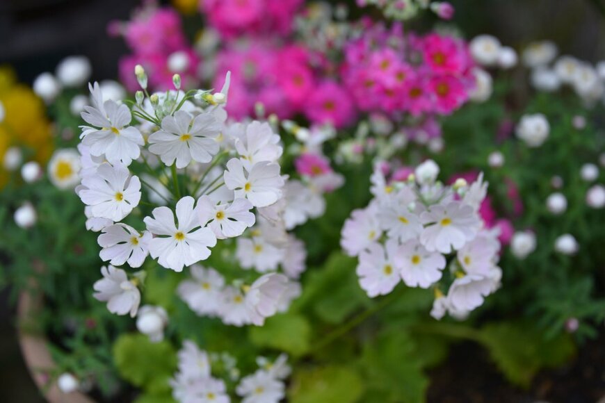 プリムラマラコイデス。小ぶりで控えめな花姿。段々になって咲くのが特徴。プリムラおなかでも特に耐寒性に優れる。