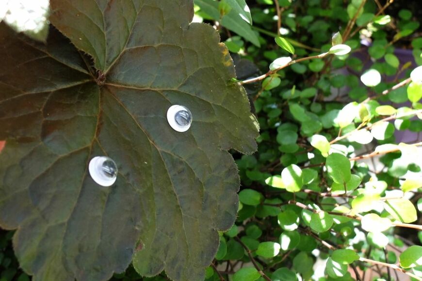 目玉シールを葉っぱに貼ってみました