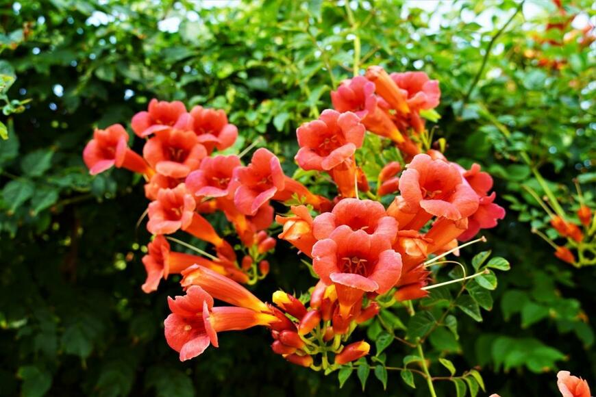 ノウゼンカズラ