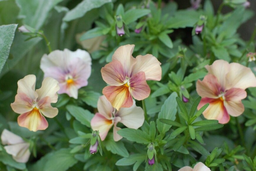 淡くオレンジがかった茶色のおしゃれな花を咲かせている、ビオラのミックスカラー