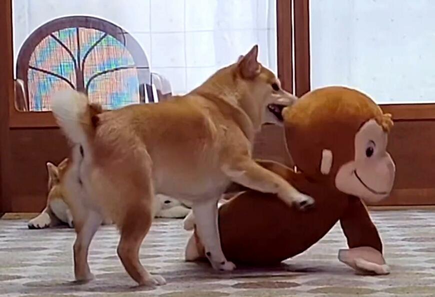 ぬいぐるみをくわえる犬