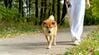1歳息子と柴犬の散歩　「3人とも行きたい方向が違う」様子に思わず笑ってしまう