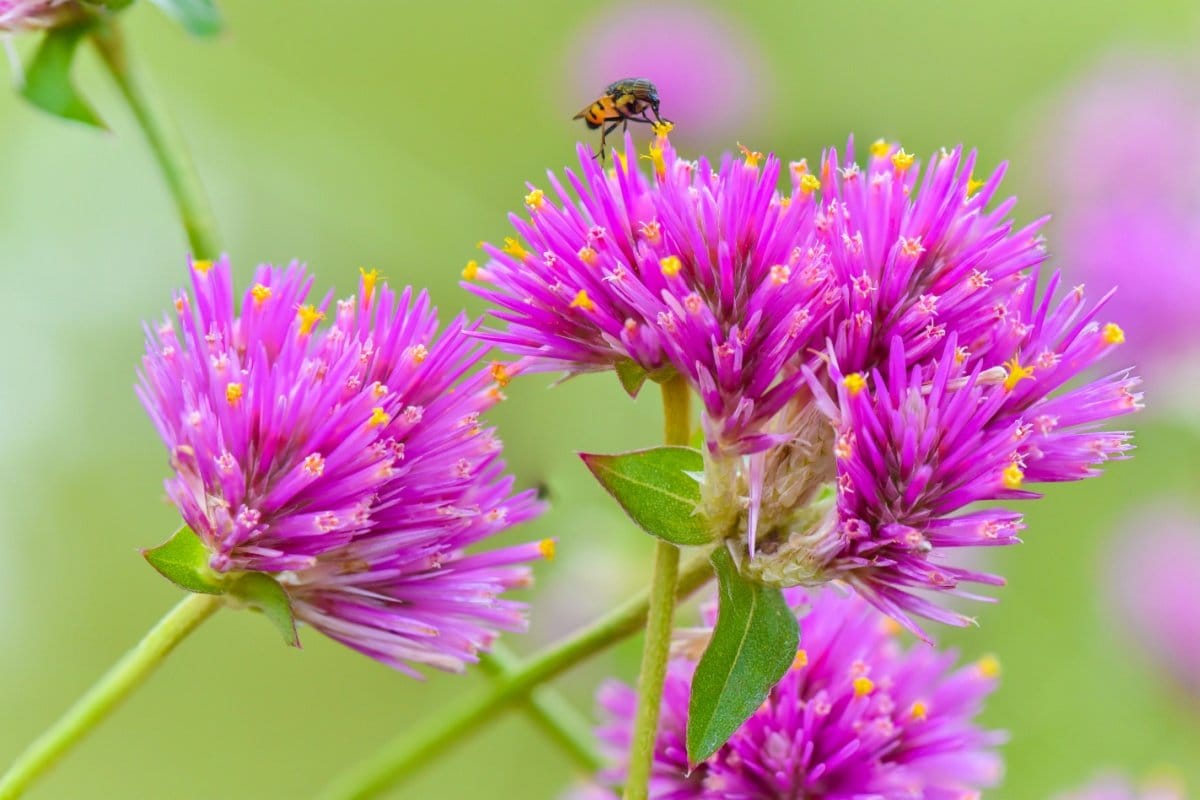 plantes retombantes -calibrachoa-fleurs-délicates-jaune-rouge-lilas