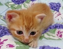 【子猫→成長後】で変貌！？“めんどくさそうな顔”になった猫に思わず笑ってしまう
