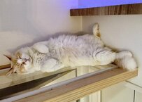 暑い日に美味しそうな「猫の開き」完成！気持ち良さそうな寝姿とそのネーミングに猫好きたちが反応