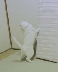逢瀬を重ねる（？）猫達に笑ってしまう「咄嗟に恋人のフリをした張り込み中の刑事」