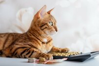 【日経平均採用銘柄】住友金属鉱山（5713）の株を1年前に買った人、本当はいくら儲けたのか【配当金・株価】（2023年9月22日終値ベース）