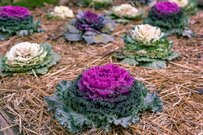 【ガーデニング】植物の「カンタン冬対策」楽ちんお世話で寒さに負けない！