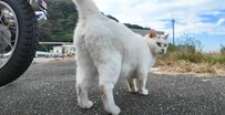 「腰トントンしたいでしょ？」出会った瞬間に心を開いてくれる港猫ちゃんがフレンドリーすぎ！