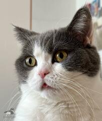 リラックスモードの猫ちゃん　その表情を見ると…まさかの「しまい忘れ」にホッコリ