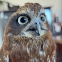 【ネリネリするフクロウ】「うわぁぁ！」突然叫ぶように口を開けて…やりきった感の顔にも思わず二度見