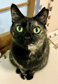 【尊い】おててを揃えてかわいくおねだり！ごはんが欲しい猫ちゃんにSNSもメロメロ