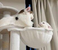 「毛繕いしてあげるニャ」良かれと思ってペロペロしていたら…まさかの拒否に「え？」と驚き顔