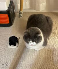 自分とそっくりなぬいぐるみと並んだ猫ちゃん　健気な行動に思わずホッコリ！