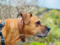 土佐犬の姿を写真におさめていたら　まさかのリアクションに思わず笑ってしまう