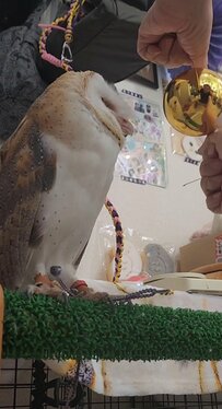 【くす玉とフクロウ】上手く割れないくす玉を見つめる表情に「なんとも言えない顔（笑）」の声