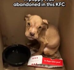 チキンの箱の中で「放置」されていた子犬　救出後の変化に感動「貴重な小さな天使」