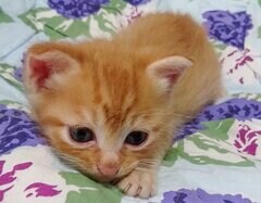 【子猫→成長後】で変貌！？“めんどくさそうな顔”になった猫に思わず笑ってしまう