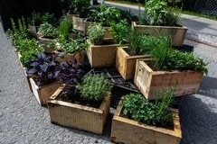 【秋冬の家庭菜園】オススメ野菜5選！プランター栽培で初心者も育てやすい