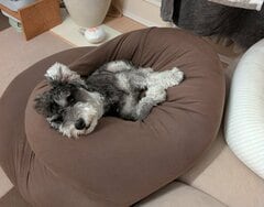 ヨギボーの上に寝転んでいたワンちゃん　想像を超える展開に「事件ですね！」「かわいすぎる」の声が続出