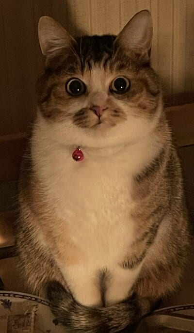 モチモチに成長したまるフォイちゃん