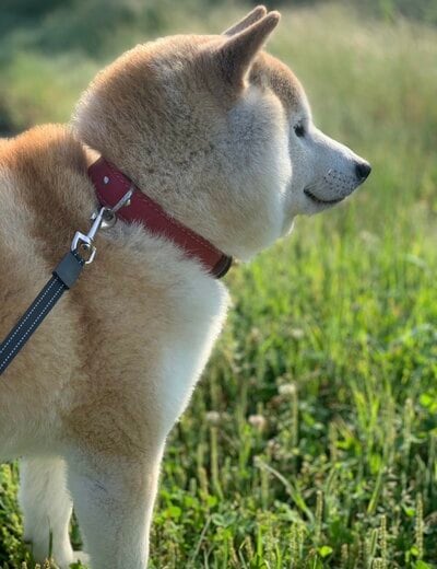 もちもちのほっぺた