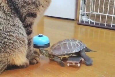 大ジャンプの後、ずっこけたかのような軍曹くん