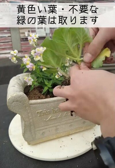 プチ・フルール（@petit_fleur）さん投稿動画のキャプチャ