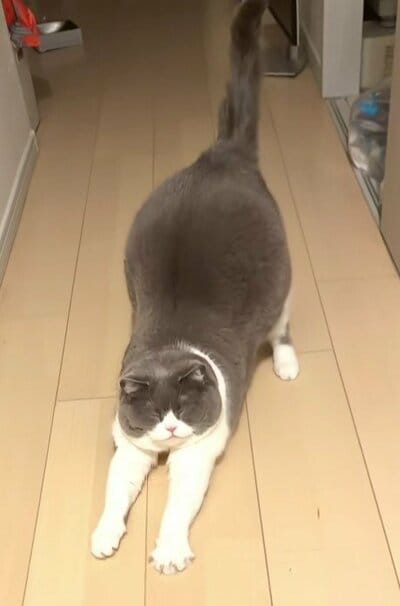 「うーん」と伸びるまるちゃん