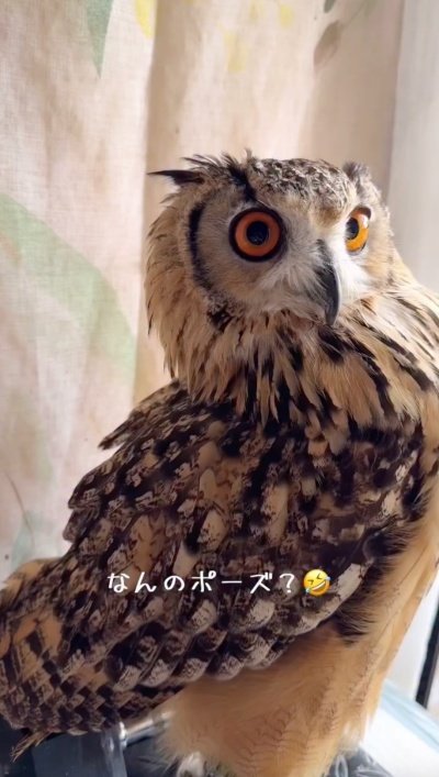 投稿動画のワンシーン