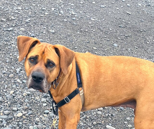 名前を呼ばれた土佐犬さん　気持ちが丸わかりな表情の変化が「愛おしい」