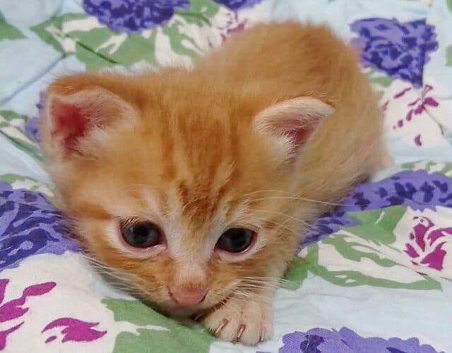 【子猫→成長後】で変貌！？“めんどくさそうな顔”になった猫に思わず笑ってしまう