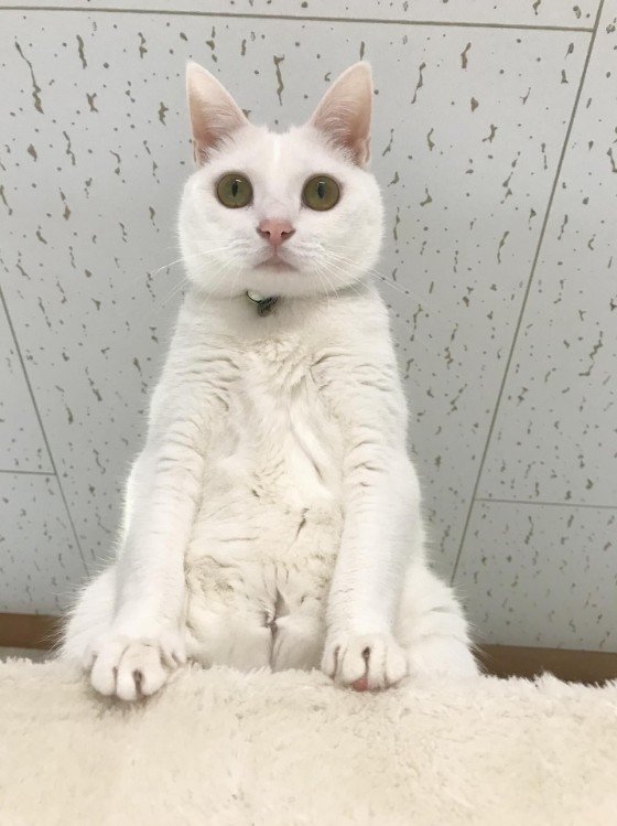 【どんだけねじれるの？】猫ちゃんの驚愕の軟体ぶりに思わず二度見！