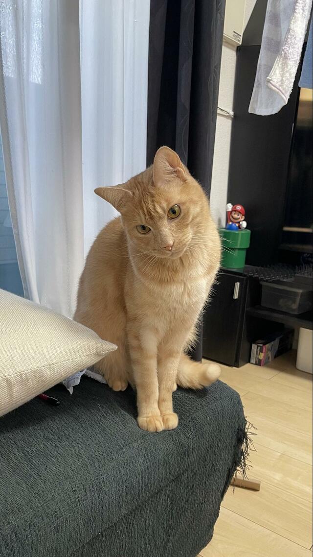 「調理が止まってまうー」台所にひょっこり現れた猫ちゃんに思わず二度見！味見をしたいとお伺い？お茶目な姿にニッコリ