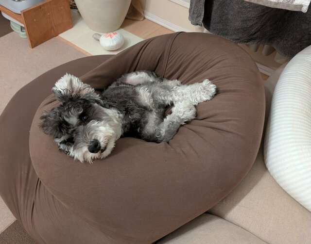 ヨギボーの上に寝転んでいたワンちゃん　想像を超える展開に「事件ですね！」「かわいすぎる」の声が続出