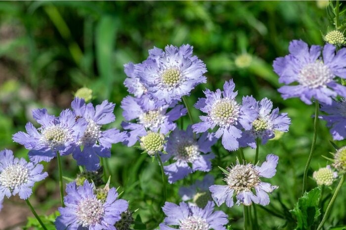 個性的な花形のスカビオサ。他にも赤紫やピンク、白の花を咲かせる。