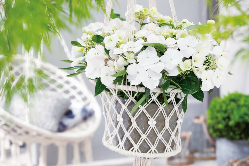 出所：PROVEN WINNERS（R）公式　ラグランジア ブライダルシャワー