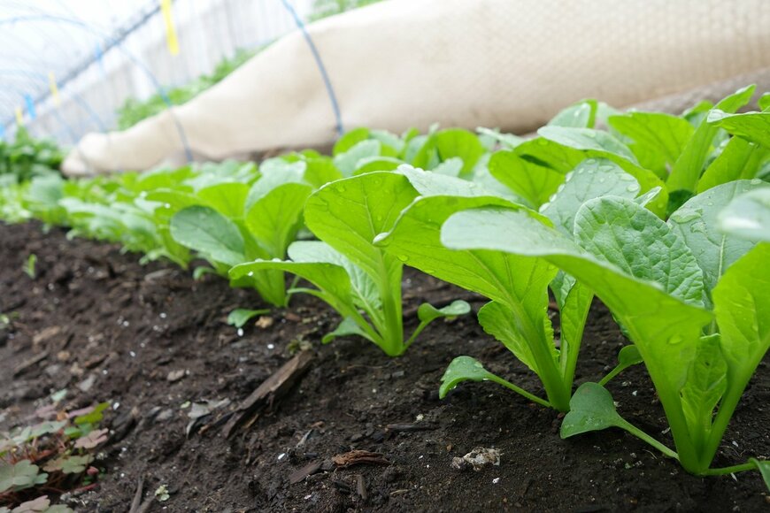 Ryoko Fujiwara/Shutterstock.com