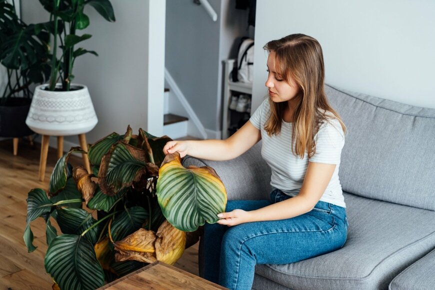 やってはいけない観葉植物のお世話《夏の室内ガーデニング》枯らす人がやりがちな「NGお世話5つ」