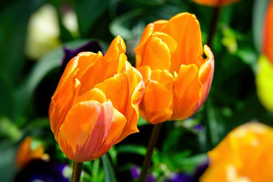 pr2is/Shutterstock.com