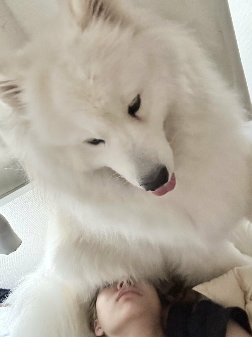 出所：@samoedsoran