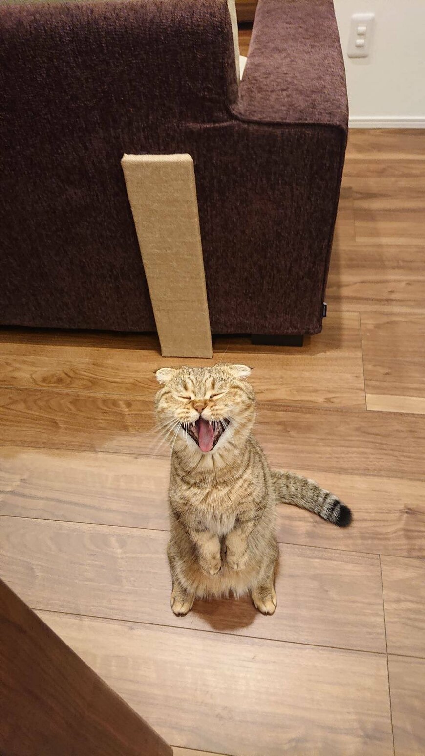 出所：@ponpokopontanu