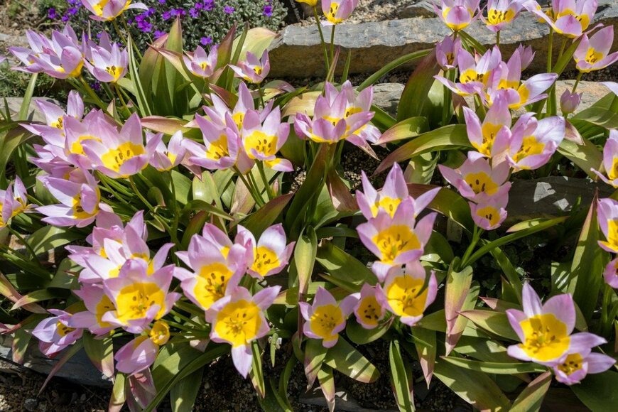 原種チューリップ（チューリップ・サクサティリス 'ライラックワンダー'）Yasin Caglayan/istockphoto.com