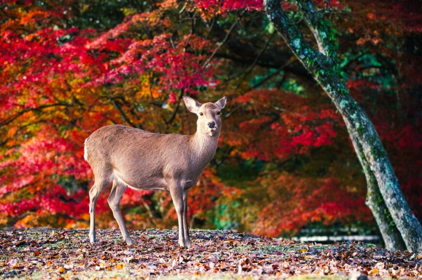 【2024年秋】奈良の定番紅葉スポット5選！夜間のライトアップイベントの情報も紹介