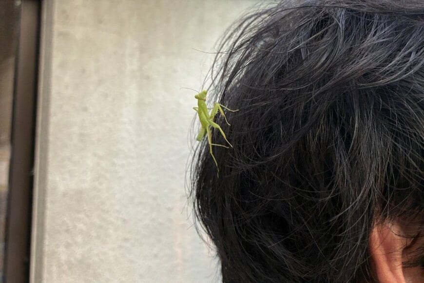 夫の後頭部にしがみつく「昆虫」　 まるで「お供キャラ」のような佇まいに笑ってしまう