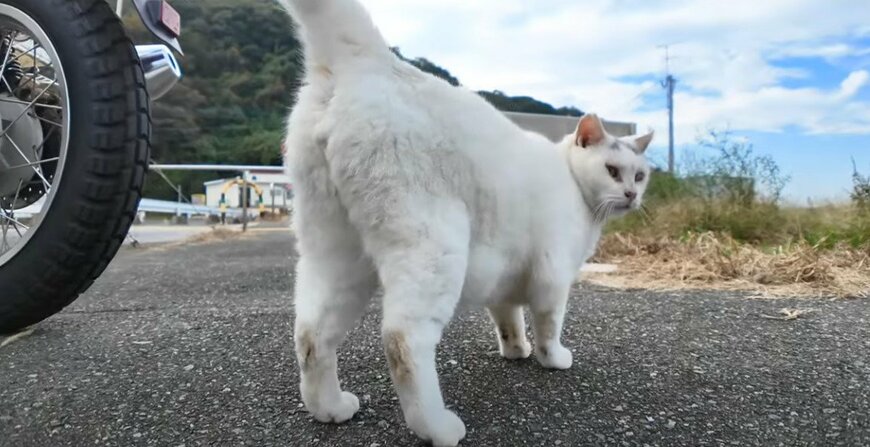 「腰トントンしたいでしょ？」出会った瞬間に心を開いてくれる港猫ちゃんがフレンドリーすぎ！