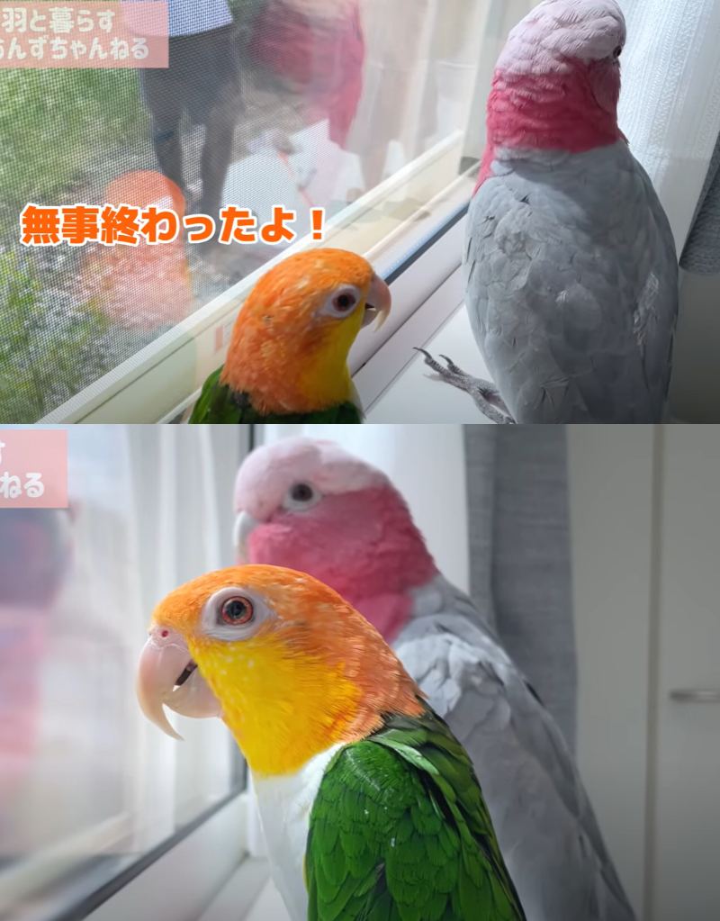 出所：@anz_omomiri