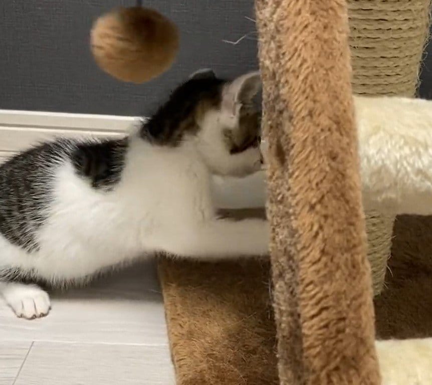 出所：@Saeroyi_cat