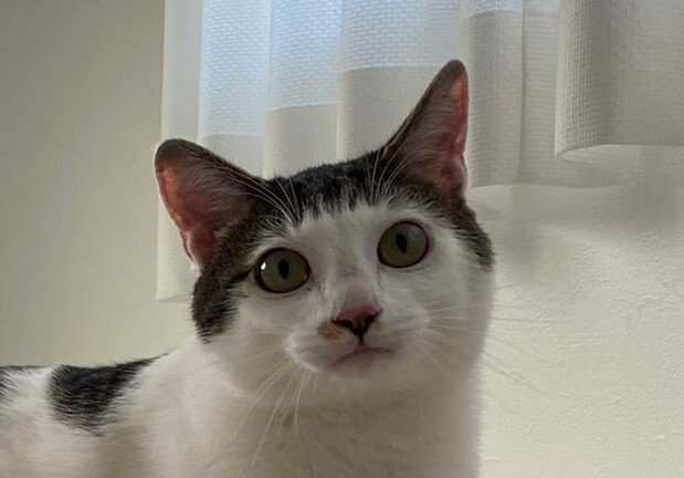 出所：@Saeroyi_cat